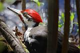 Woodpecker On The Ground_53382